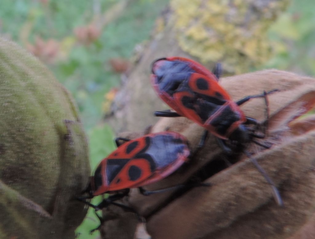 Insetti rossi e neri: Pyrrhocoris apterus delle Marche
